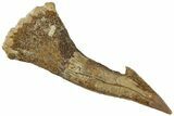 Fossil Sawfish (Onchopristis) Rostral Barb - Morocco #311209-1